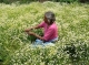  Women’s livelihoods blossom with the help of chamomile tea 